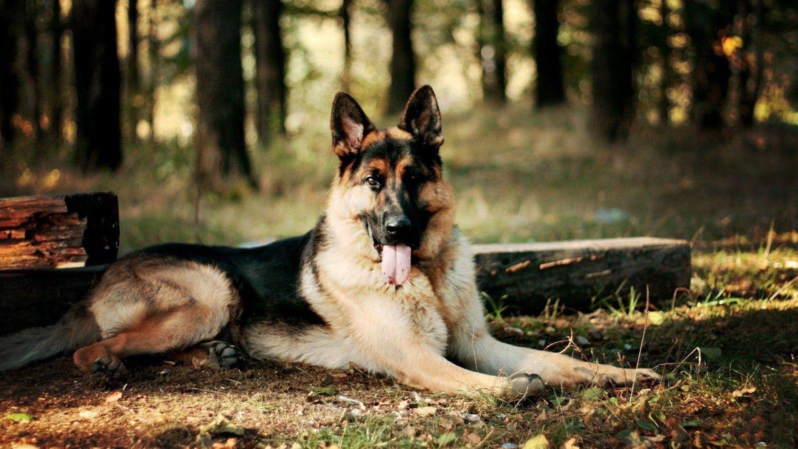 1600x900 Photos For Pin By Bea Delgado On German Shepherd Black Dog Jd