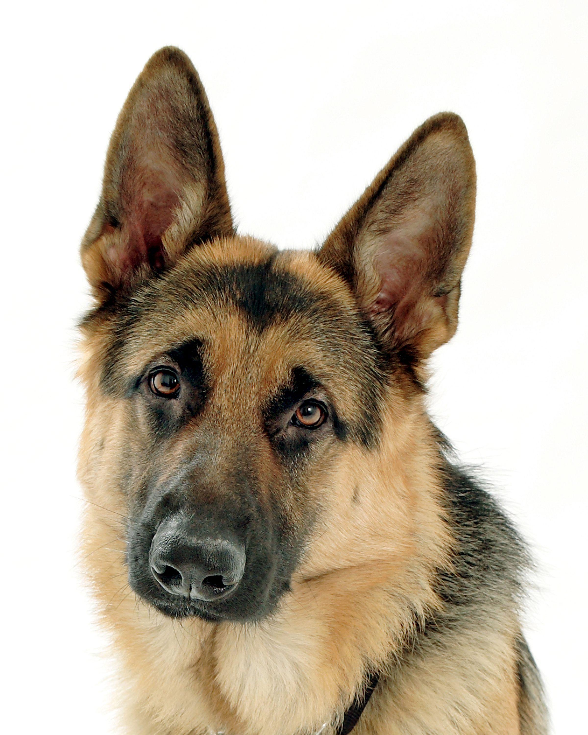 2400x3000 German Shepherd Wallpaper Dod closup