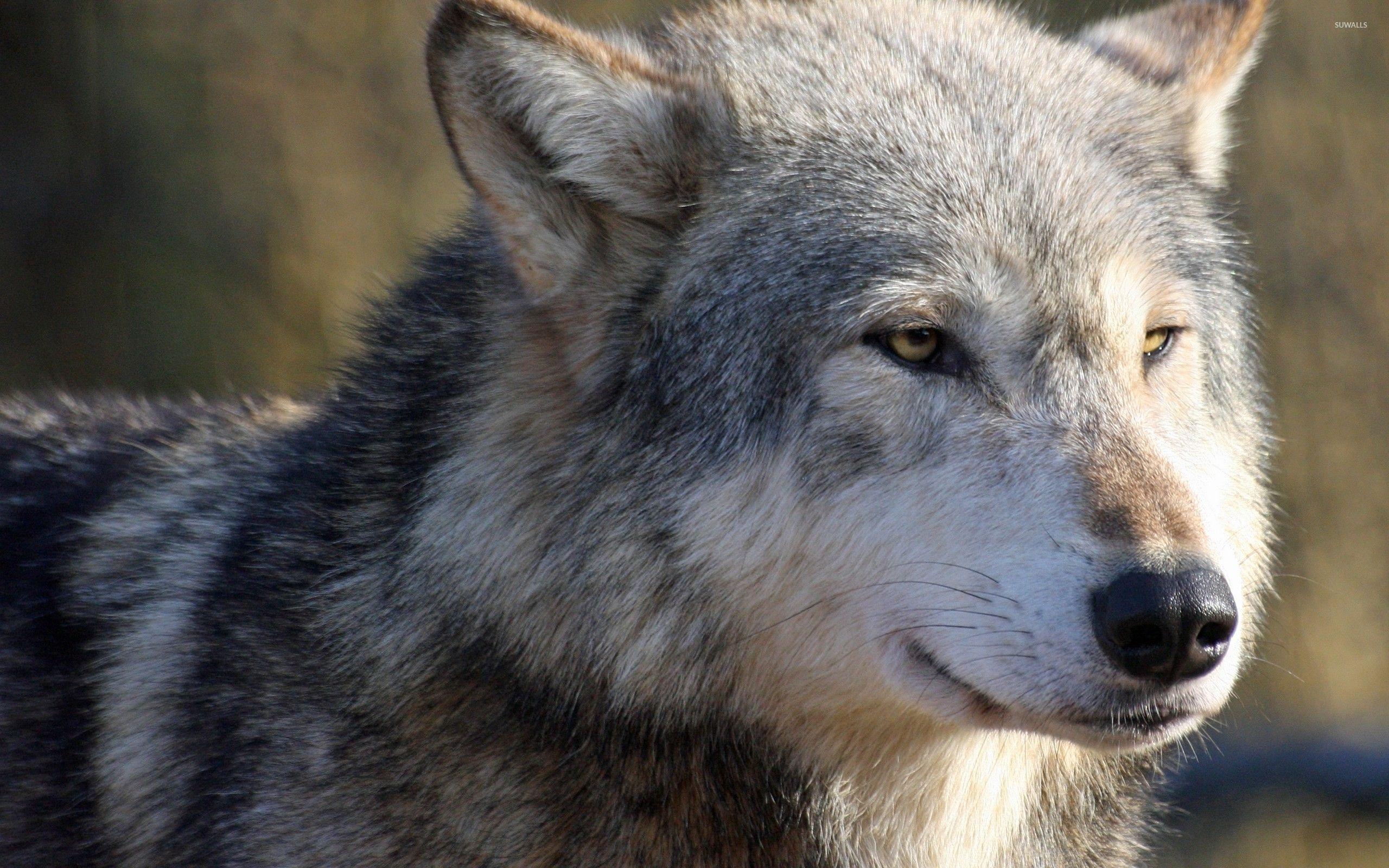 2560x1600 Gray wolf [7] wallpaper wallpaper