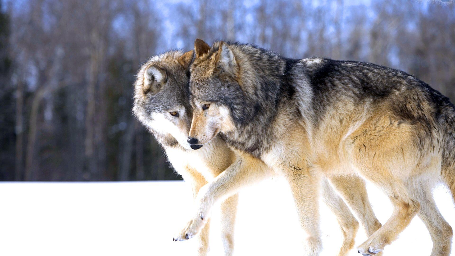 1920x1080 Free download Dark Grey Wolf Wallpaper [1920x1200]