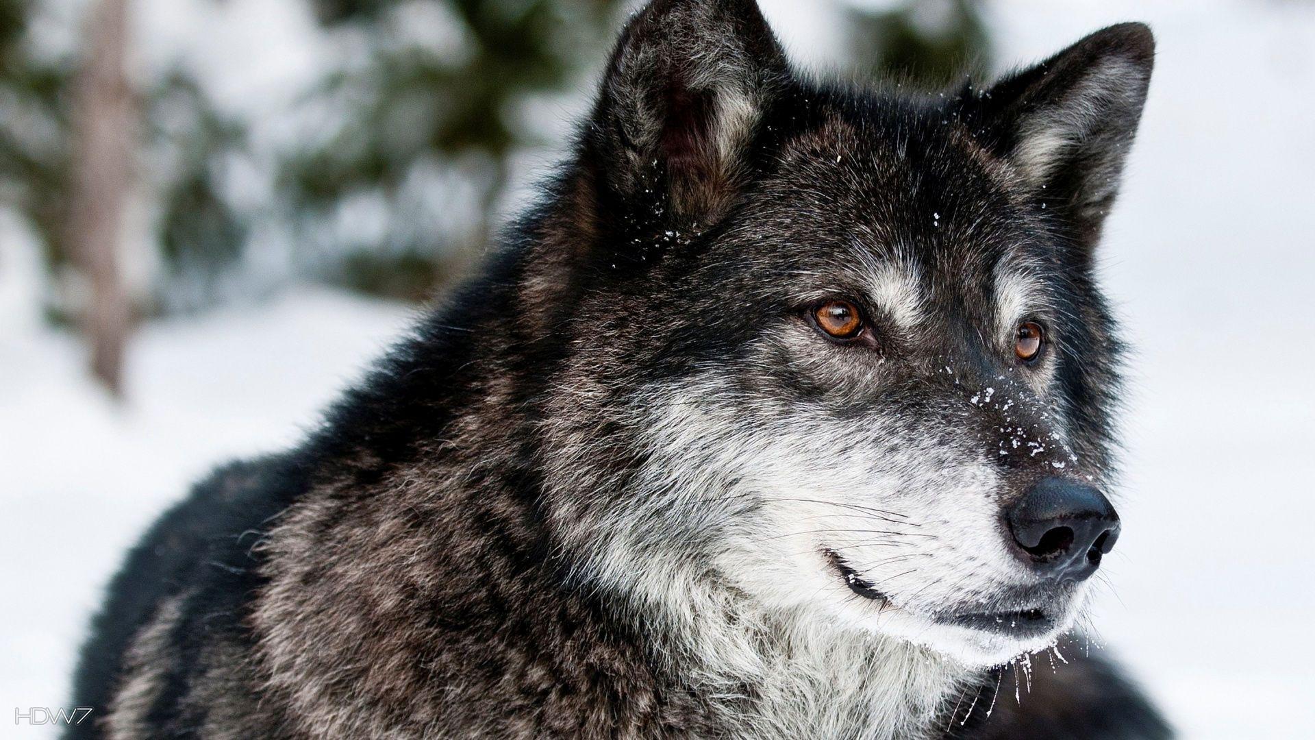 1920x1080 gray wolf wallpaper. HD wallpaper gallery