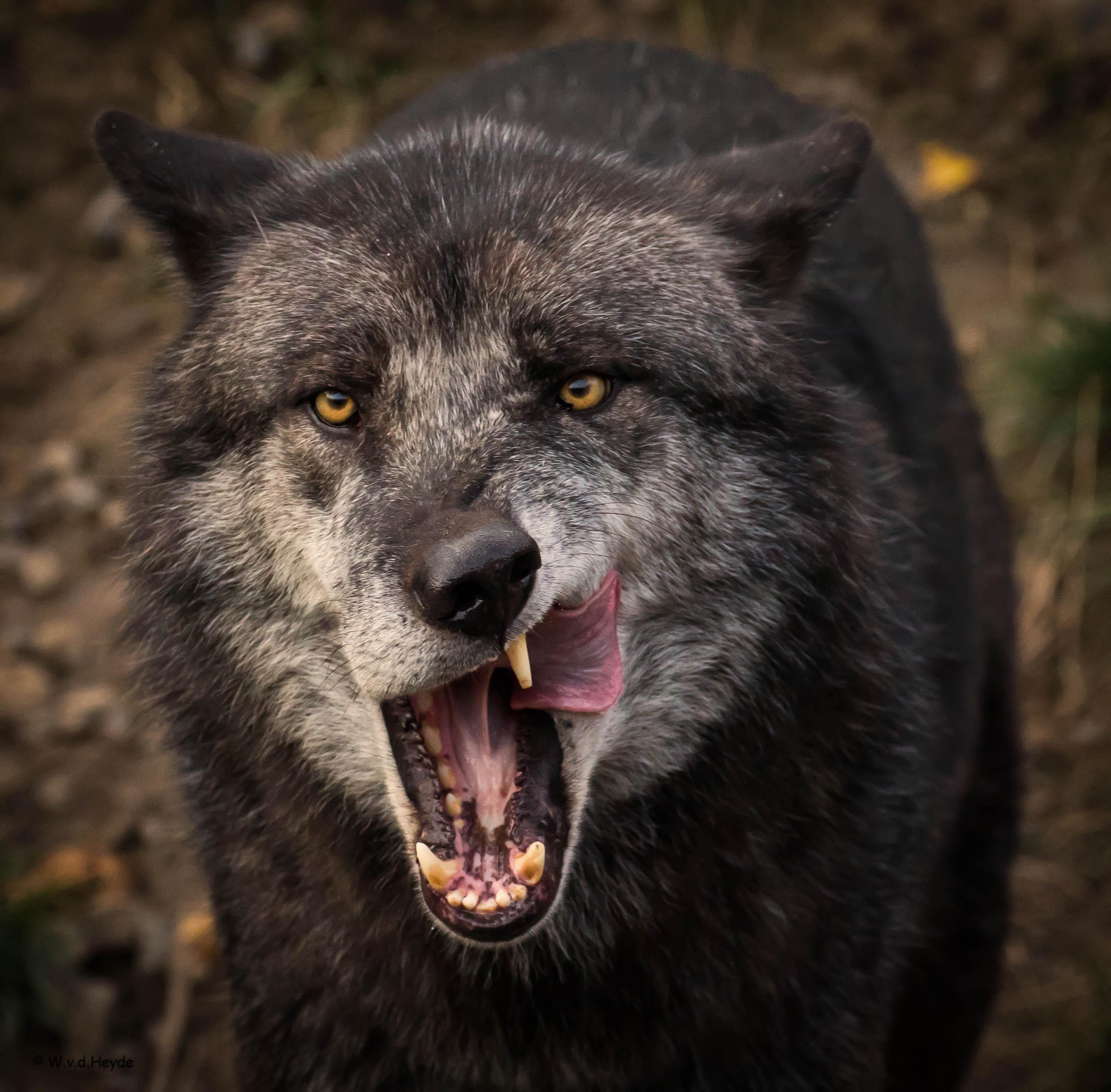 2925x2876 Free download Gray Wolf Wallpaper [2925x2876] for your Desktop
