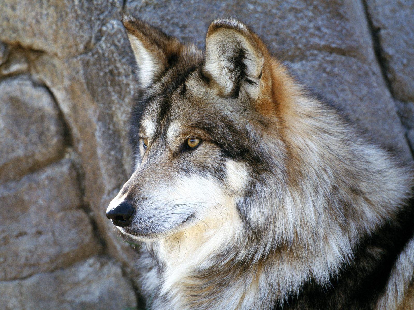 1600x1200 The Arctic Wolf also called Polar Wolf or White Wolf, is a