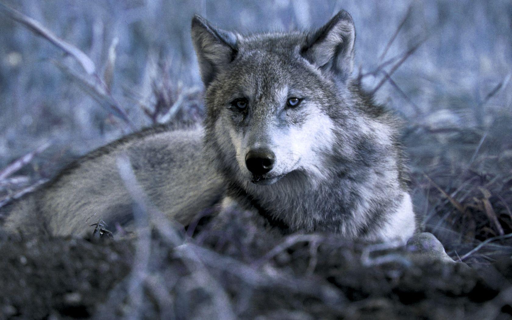 1680x1050 Free download Homepage Wolf Gray Wolf Wallpaper 1920x1080 Best