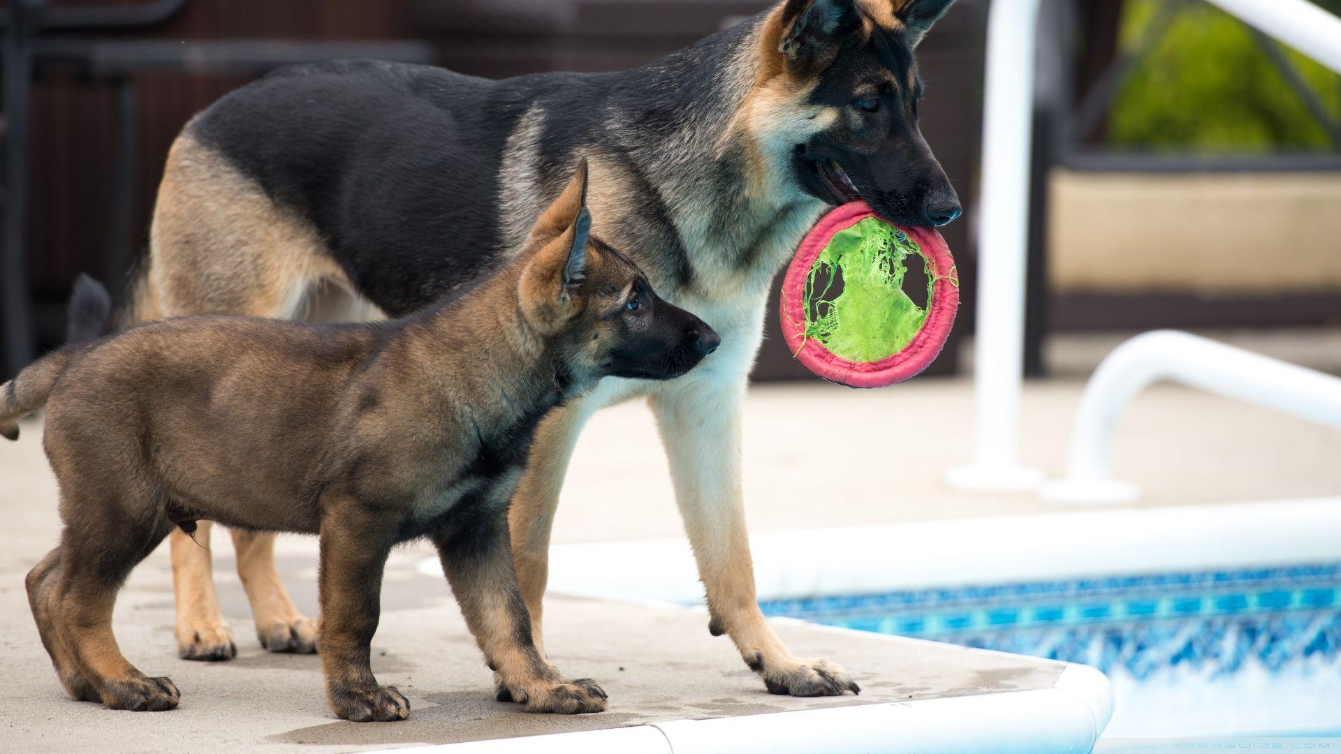 1920x1080 German Shepherd Puppy Shepherd ❤ 4K HD Desktop Wallpaper for 4K