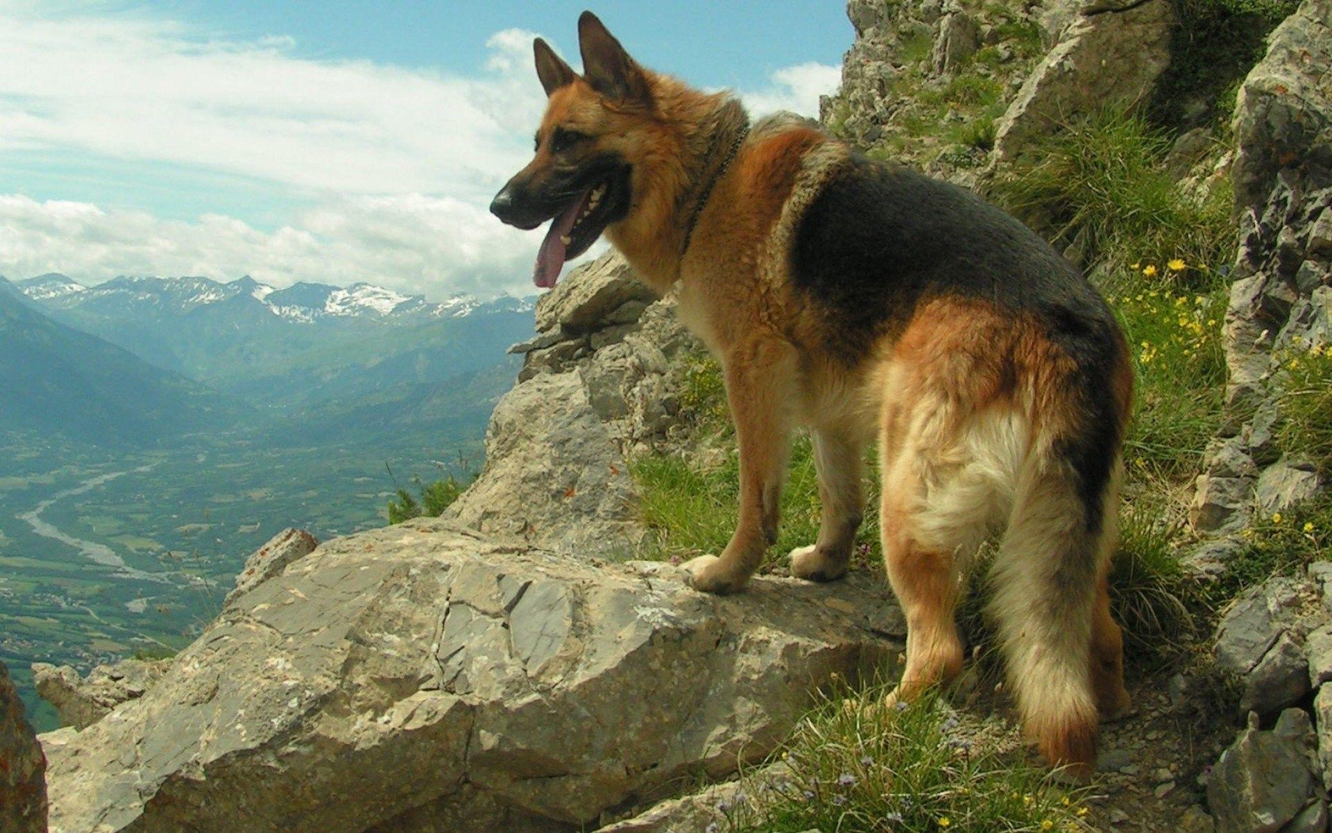 1920x1200 Dog German Shepherd Wallpaper