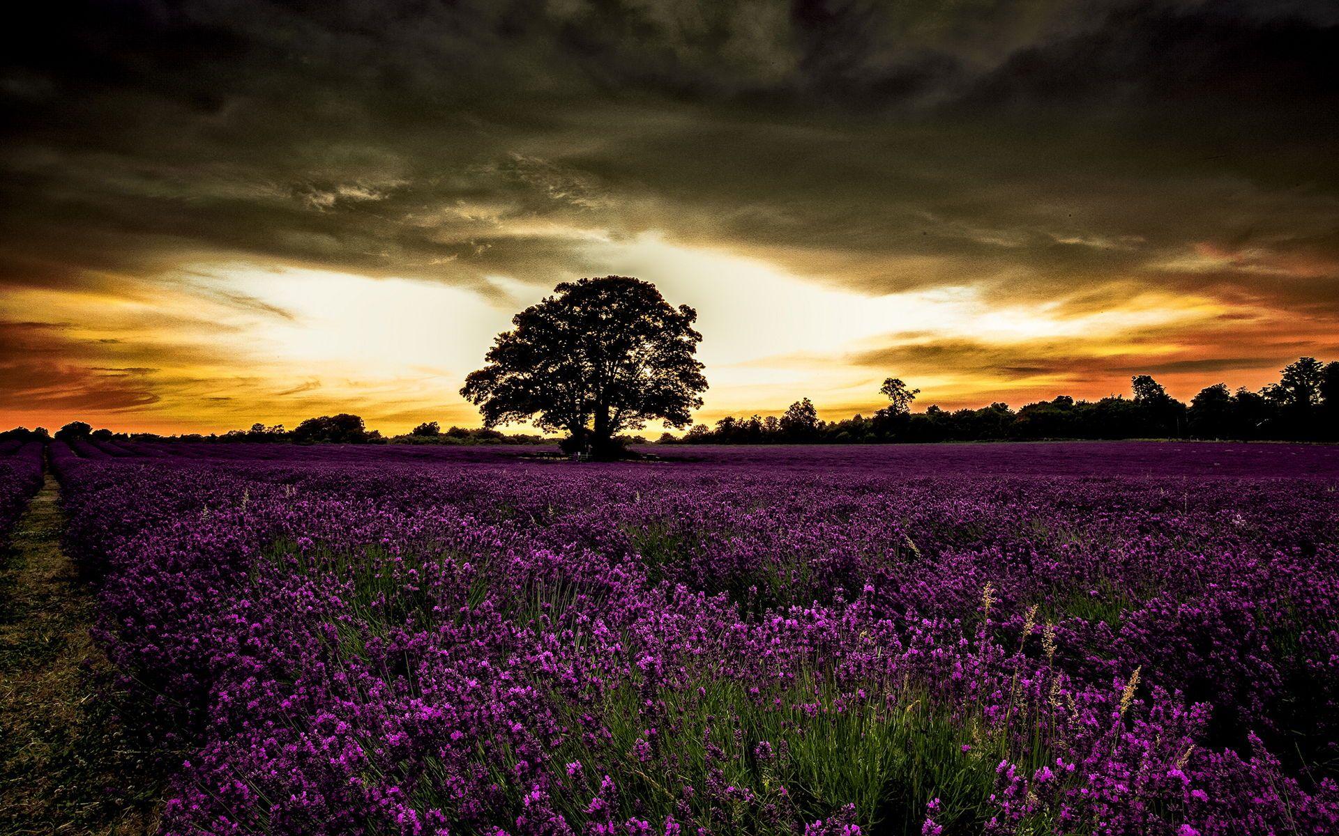 1920x1200 Country Sunset Wallpaper