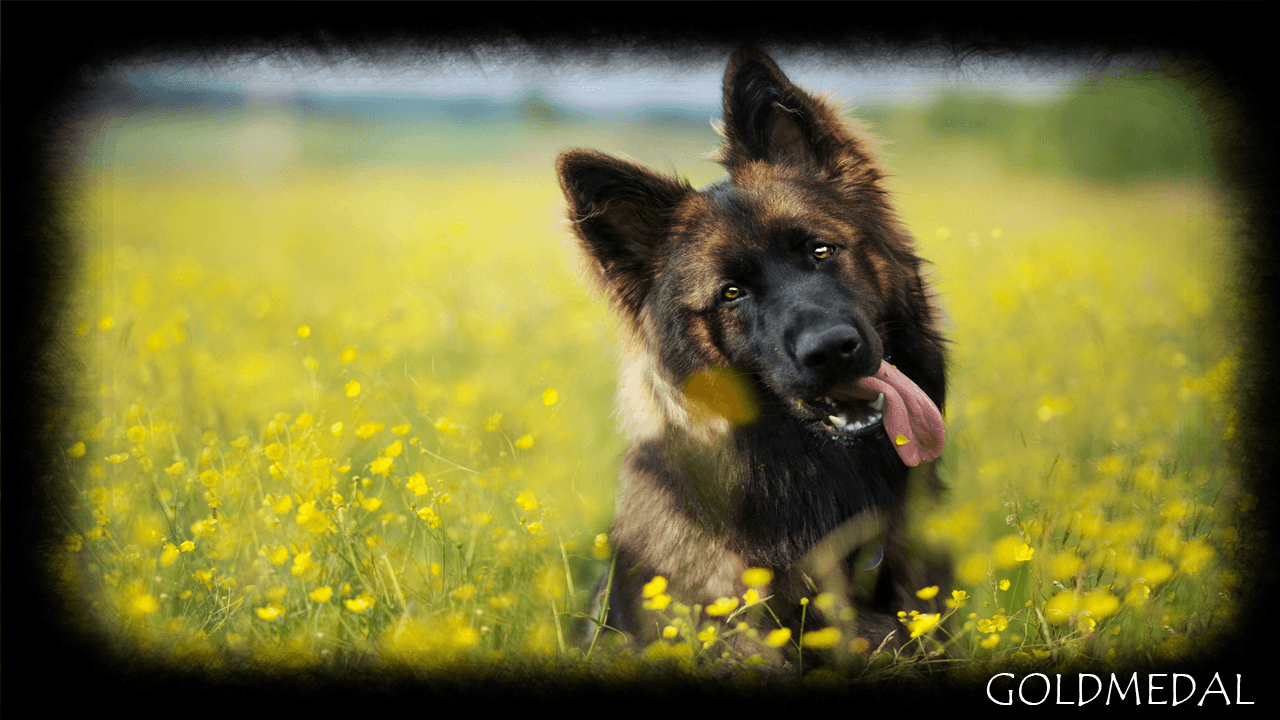 1280x720 German Shepherd Wallpaper Apps on Google Play