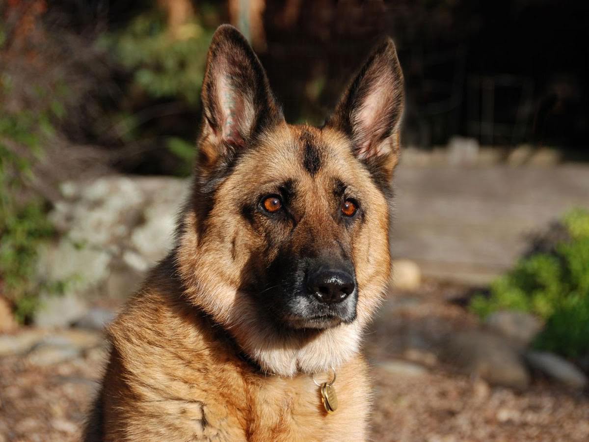 1200x900 German Shepherd Wallpaper for (Android) Free Download(com.accesorius