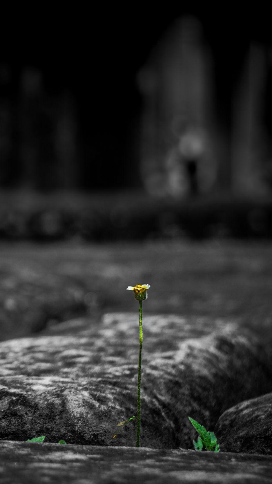 938x1668 Download wallpaper 938x1668 stone, flower, power of nature