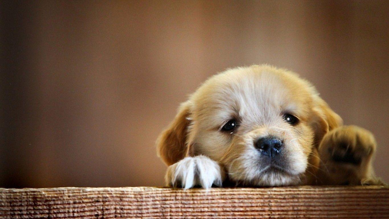 1366x768 Download 1366x768 Puppy, Adorable, Dogs Wallpaper for Laptop