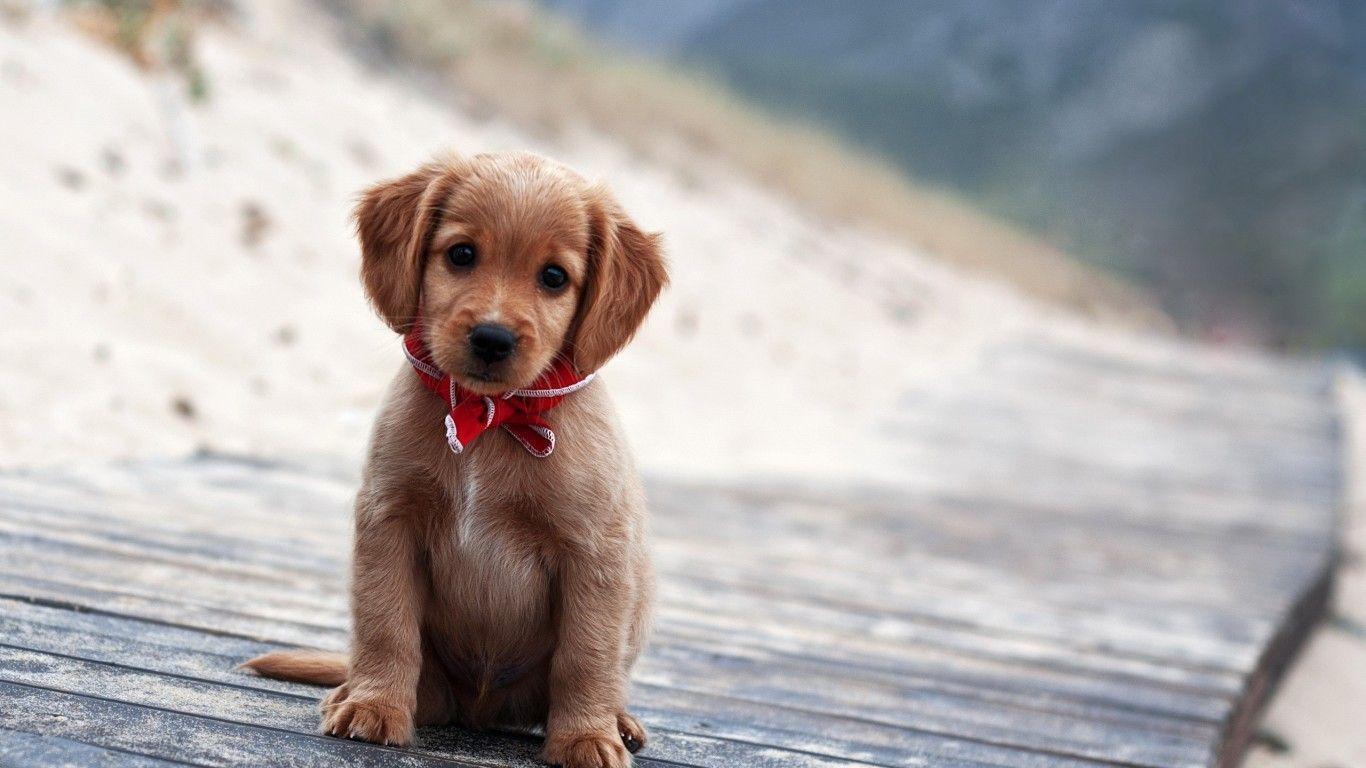 puppy-laptop-wallpapers-top-free-puppy-laptop-backgrounds