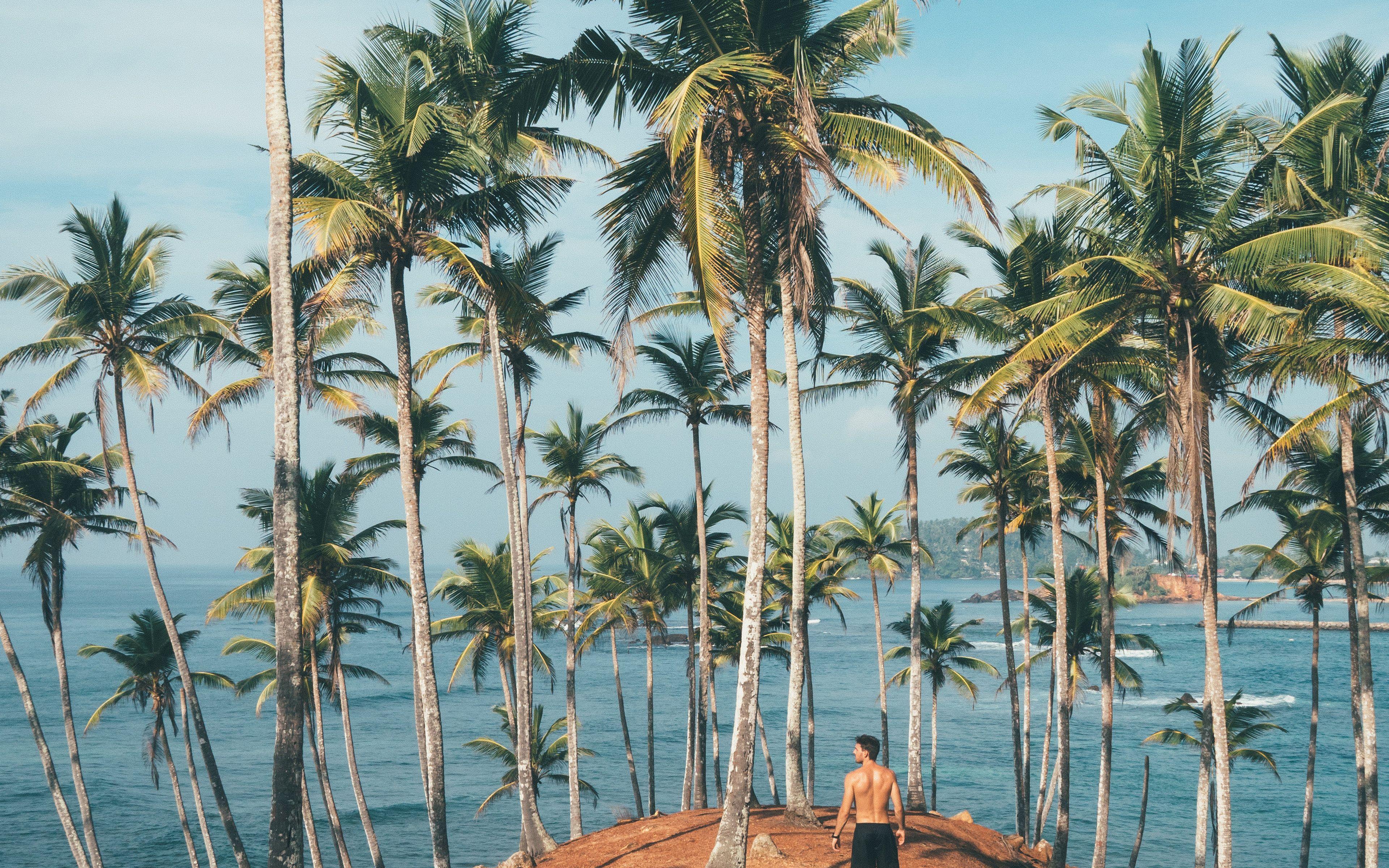 3840x2400 Summer Vacation Man Palm Tree Nature Wallpaper
