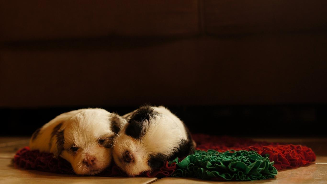 1366x768 Dog wallpaper 1366x768 (laptop) desktop background