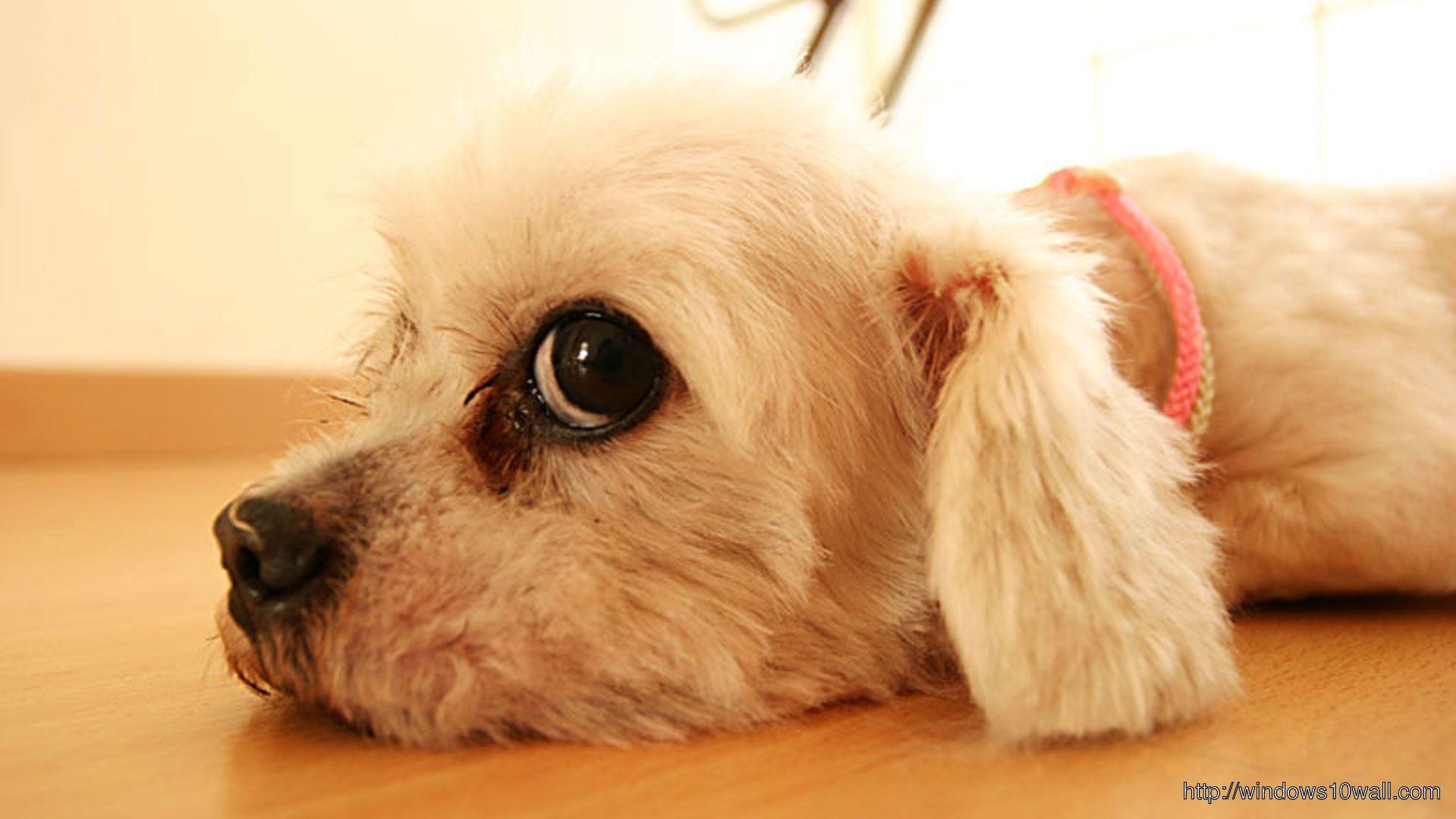1920x1080 Cute Dogs Wallpaper