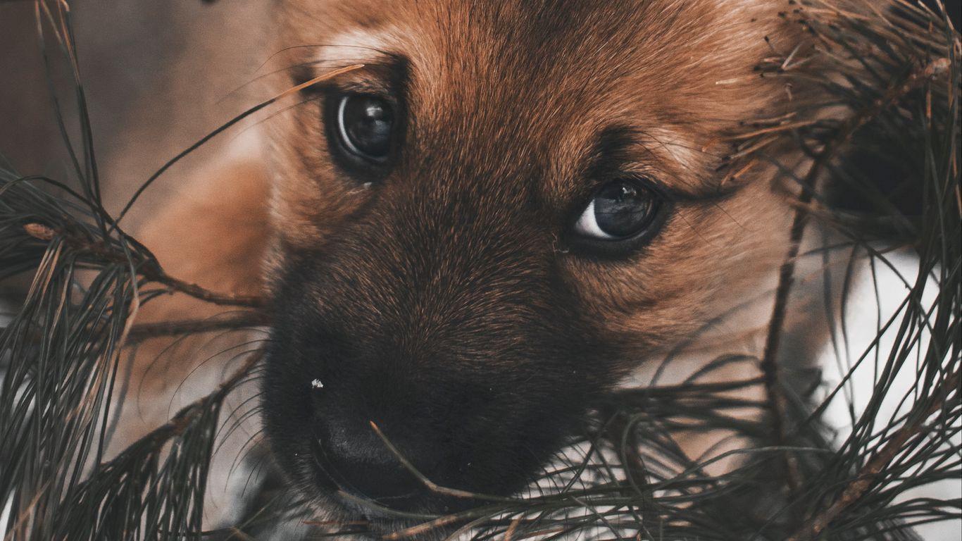 1366x768 Download wallpaper 1366x768 dog, puppy, cute, eyes tablet, laptop