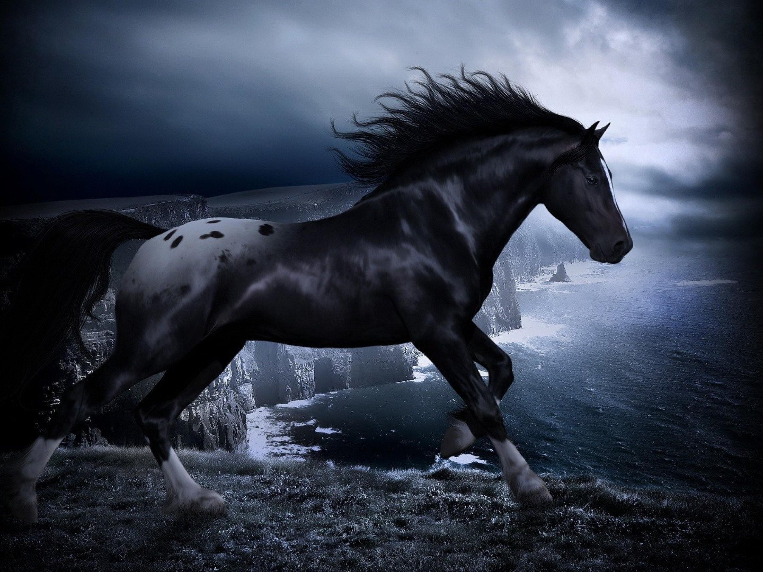 2560x1920 Black Horse Wallpaper