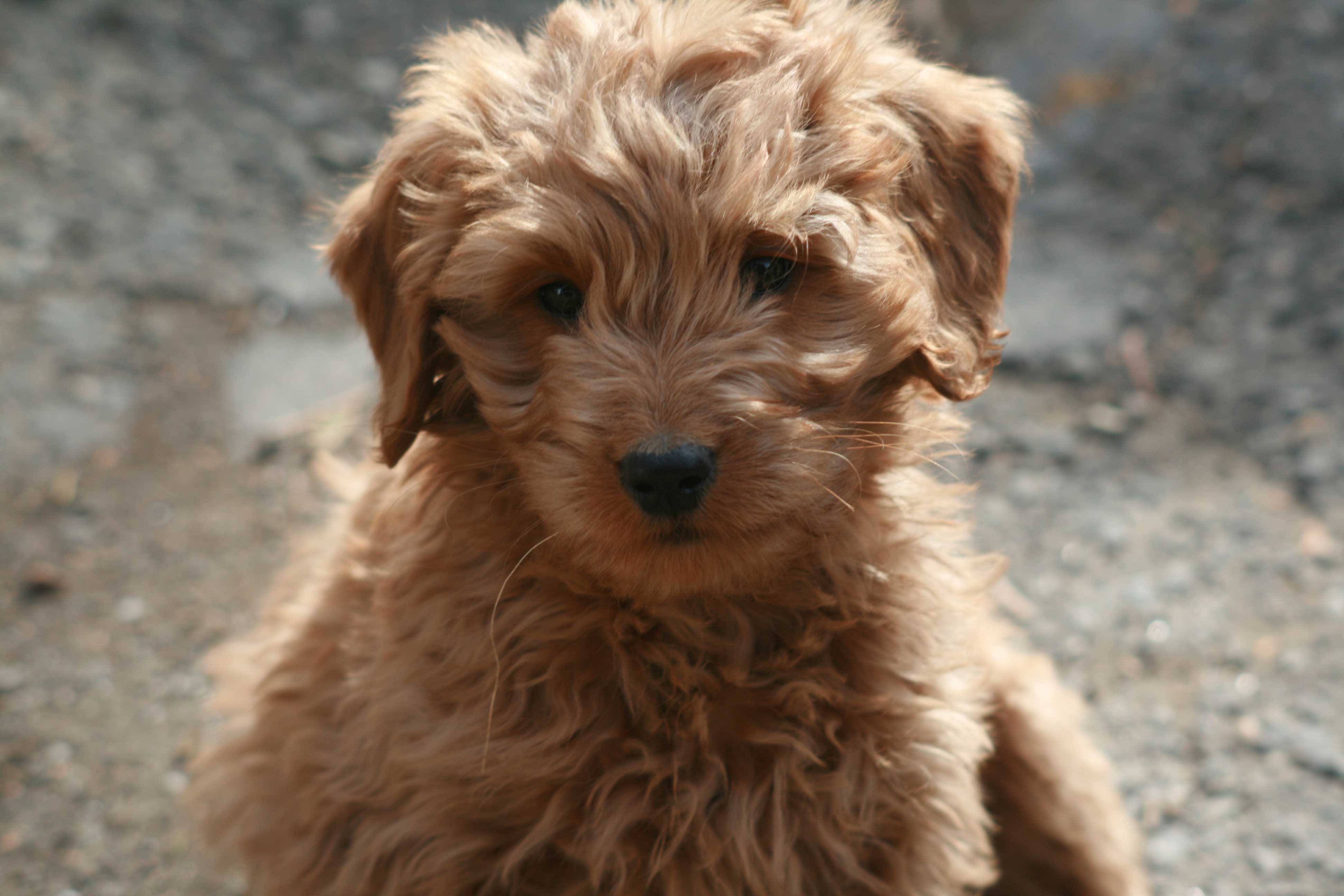 Goldendoodle Photos Download The BEST Free Goldendoodle Stock Photos  HD  Images