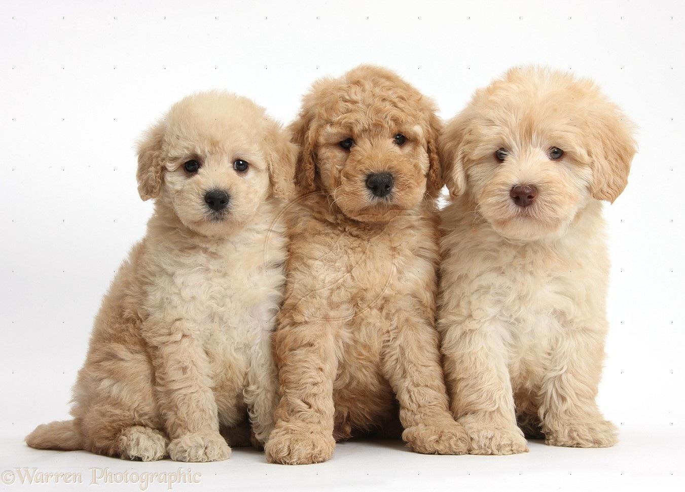 free goldendoodle