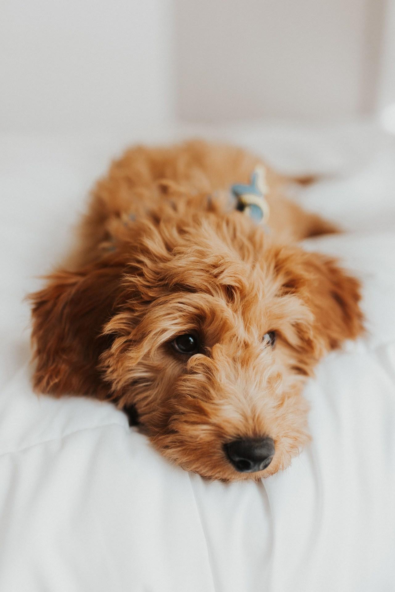 Goldendoodle Wallpapers Top Free Goldendoodle Backgrounds