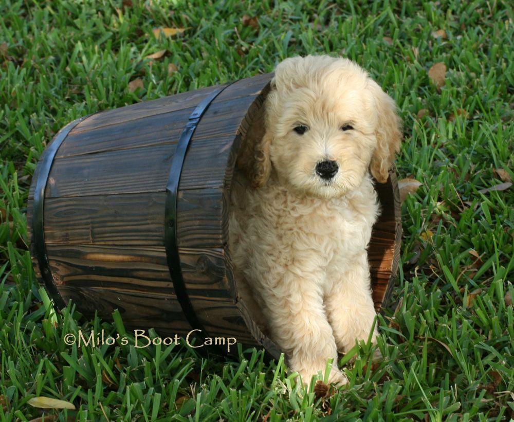 1000x821 Goldendoodle Wallpaper