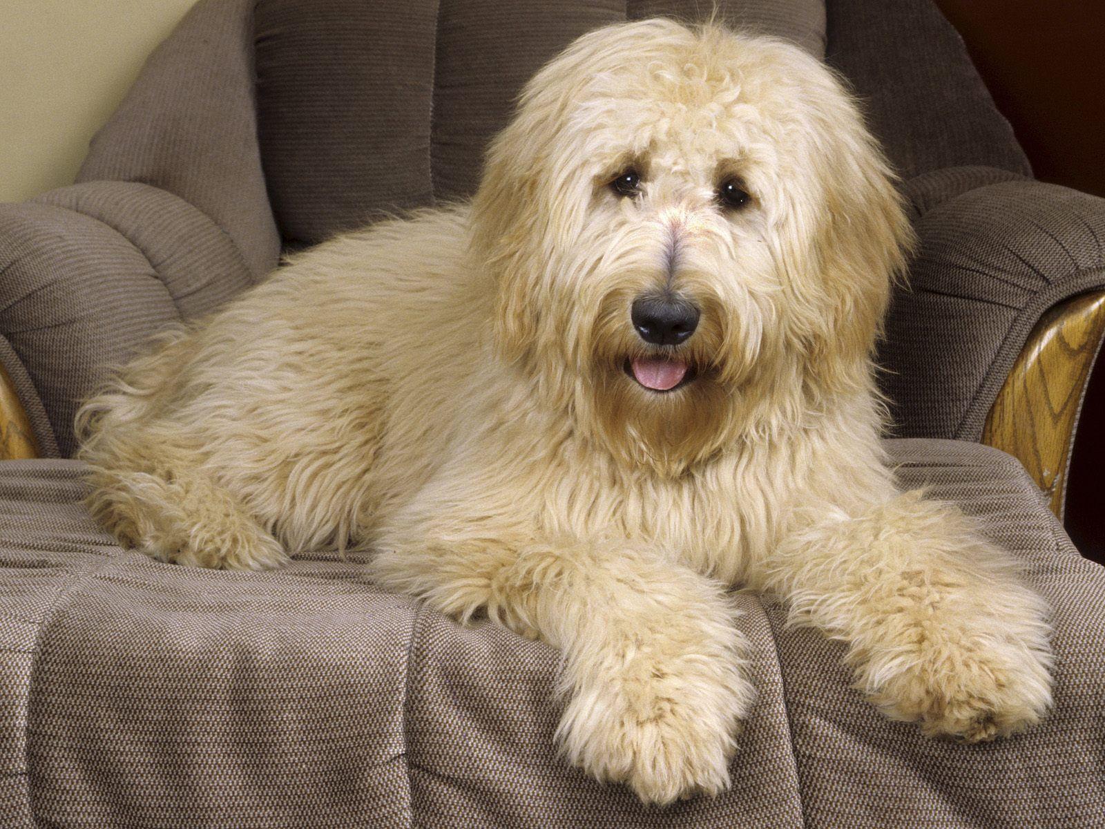 Goldendoodle Wallpapers Top Free Goldendoodle Backgrounds