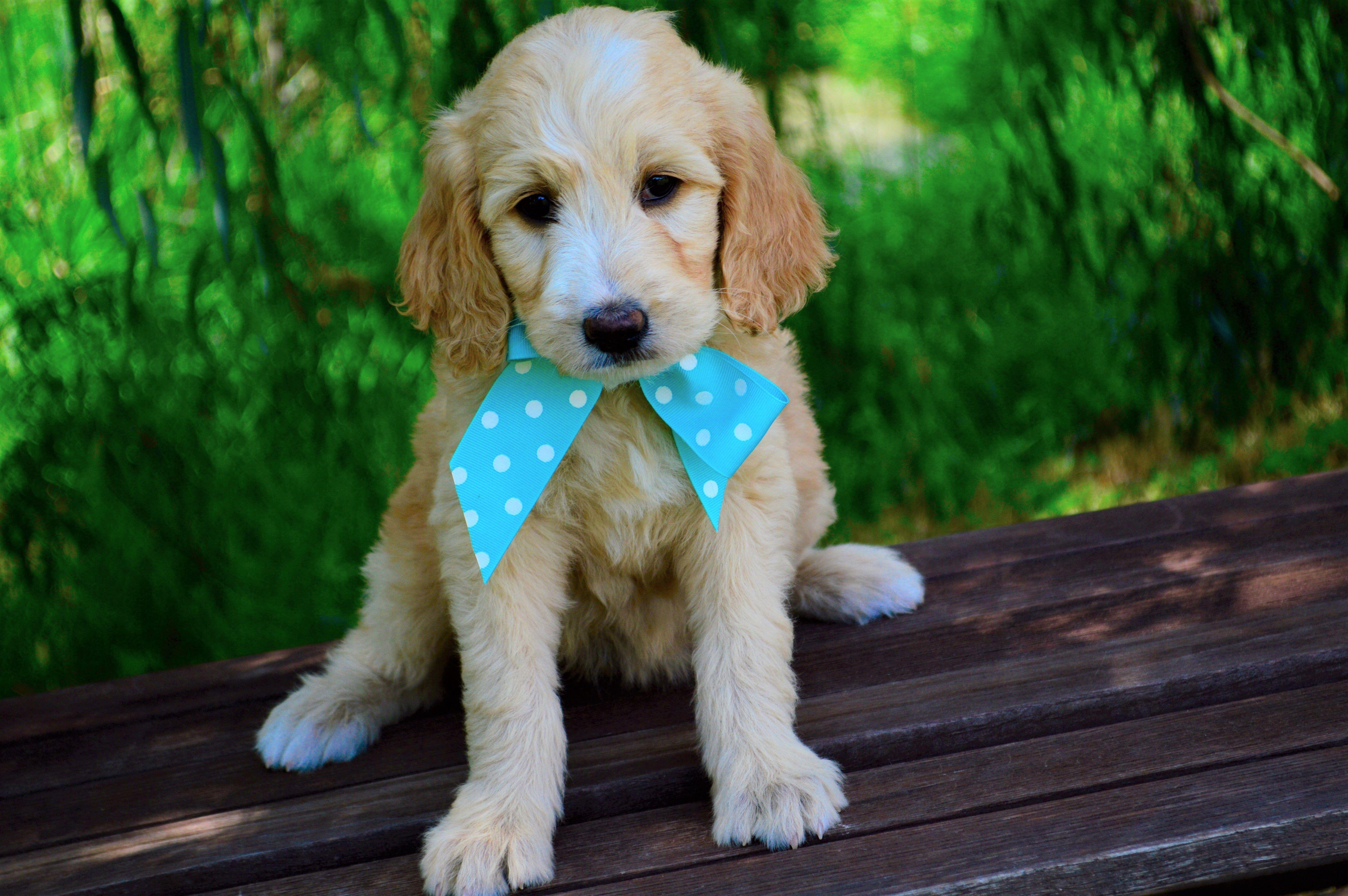 6016x4000 Goldendoodle Puppy 5k Retina Ultra HD Wallpaper. Background Image