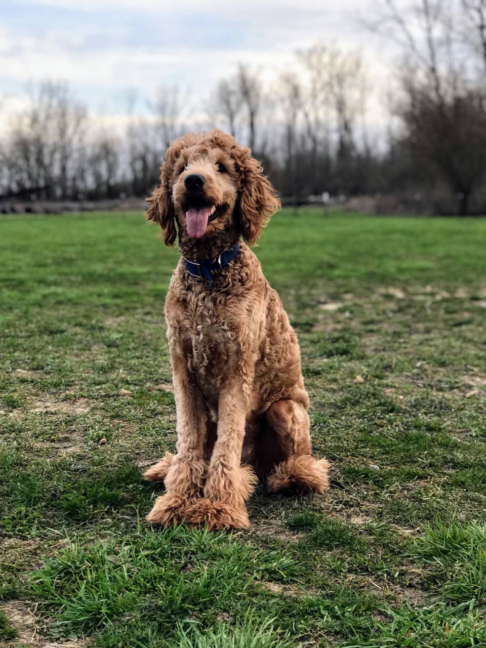 Goldendoodle Wallpapers - Top Free Goldendoodle Backgrounds