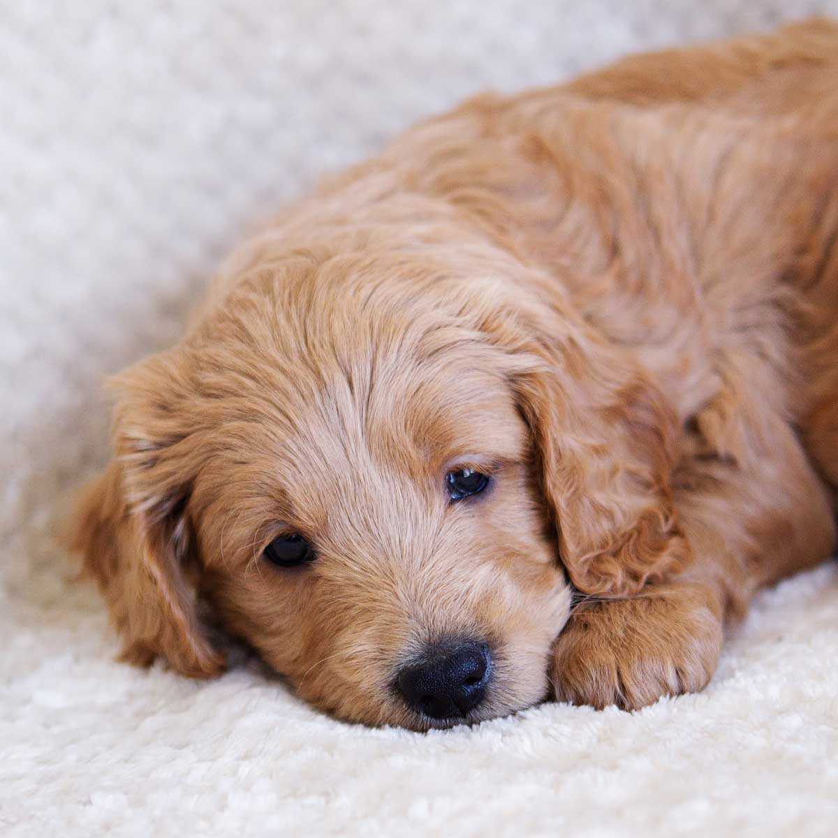 1385 Goldendoodle Stock Photos  Free  RoyaltyFree Stock Photos from  Dreamstime