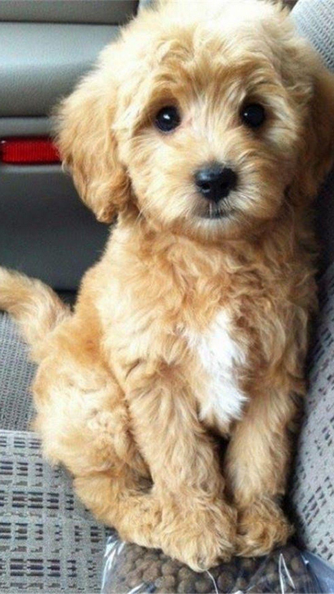 Goldendoodle Wallpapers - Top Free Goldendoodle Backgrounds