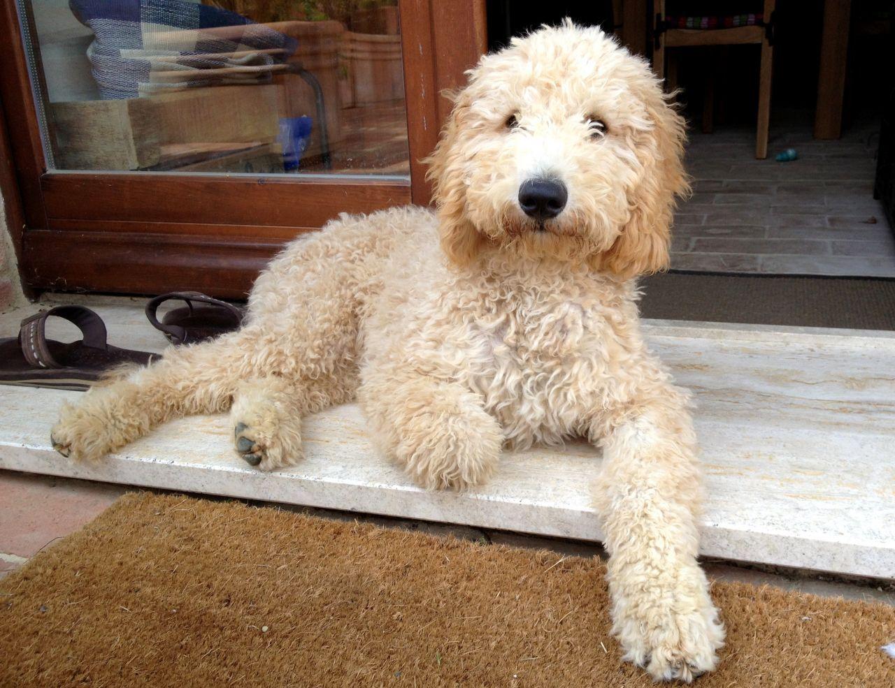 1280x985 Goldendoodle, a Golden Retriever Poodle Mix