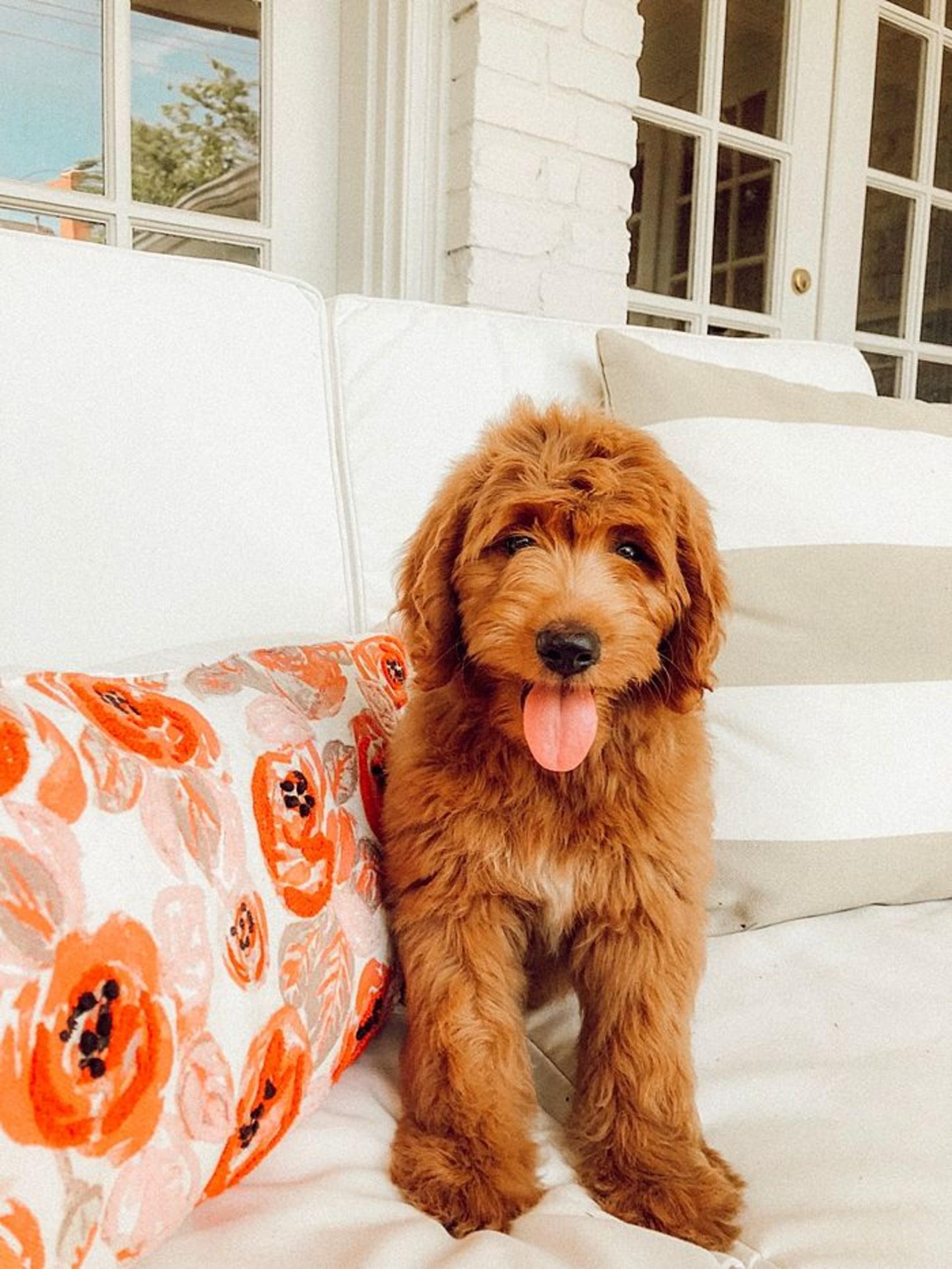 Goldendoodle Pictures  Download Free Images  Stock Photos on Unsplash