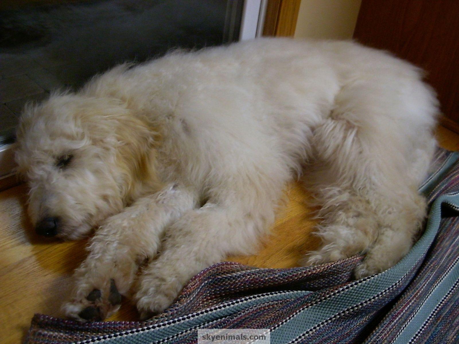1600x1200 Wallpaper goldendoodle Image