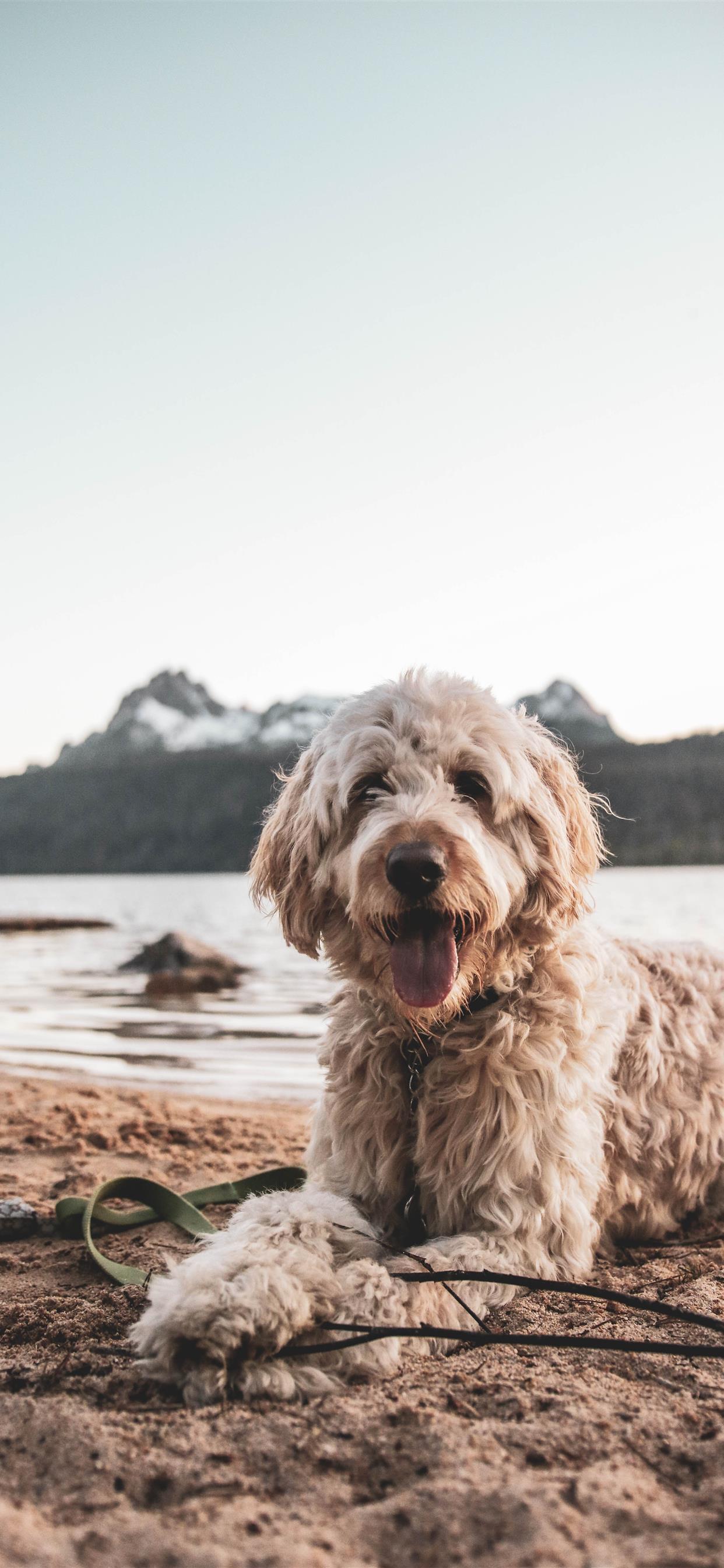 Goldendoodle Wallpapers Top Free Goldendoodle Backgrounds
