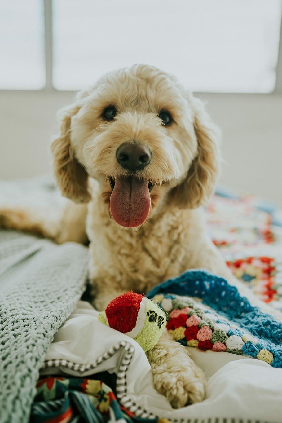 910x1365 Goldendoodle 1080P, 2K, 4K, 5K HD wallpaper free download
