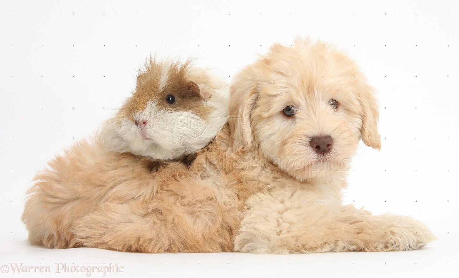 1471x891 WP38005 Cute Toy Goldendoodle Puppy And Guinea Pig