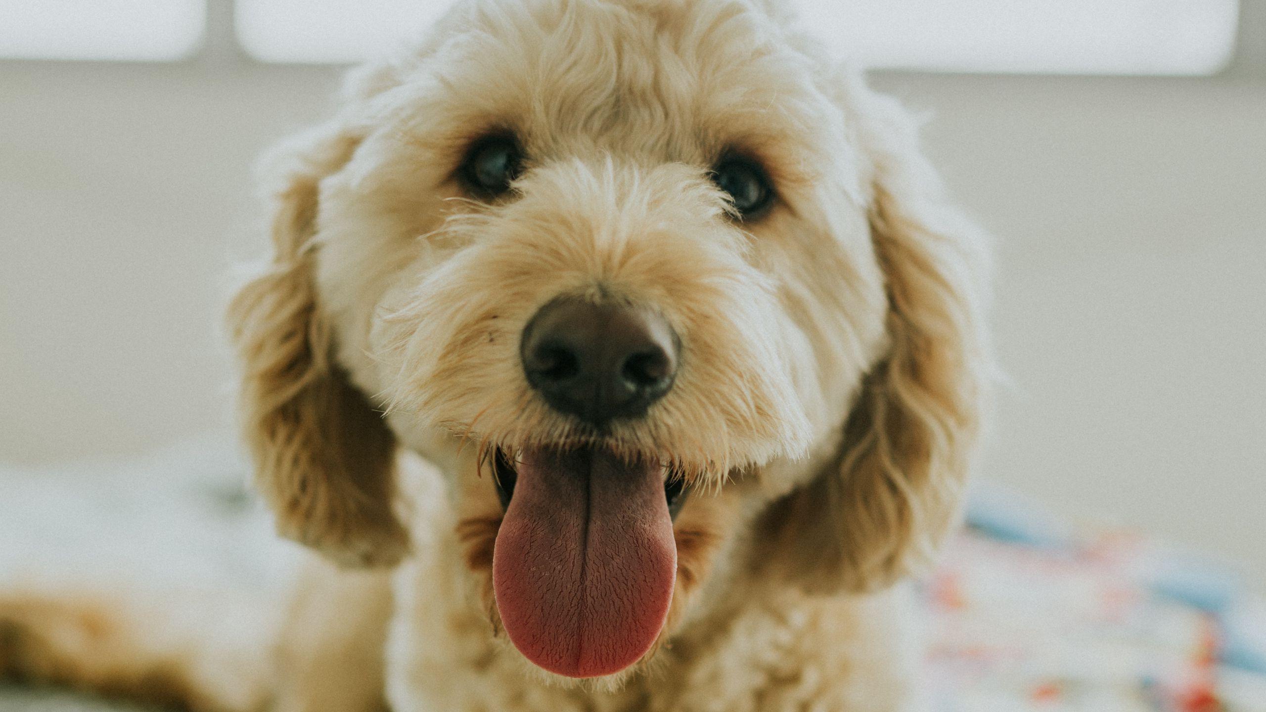 2560x1440 Download wallpaper 2560x1440 dog, muzzle, protruding tongue, eyes