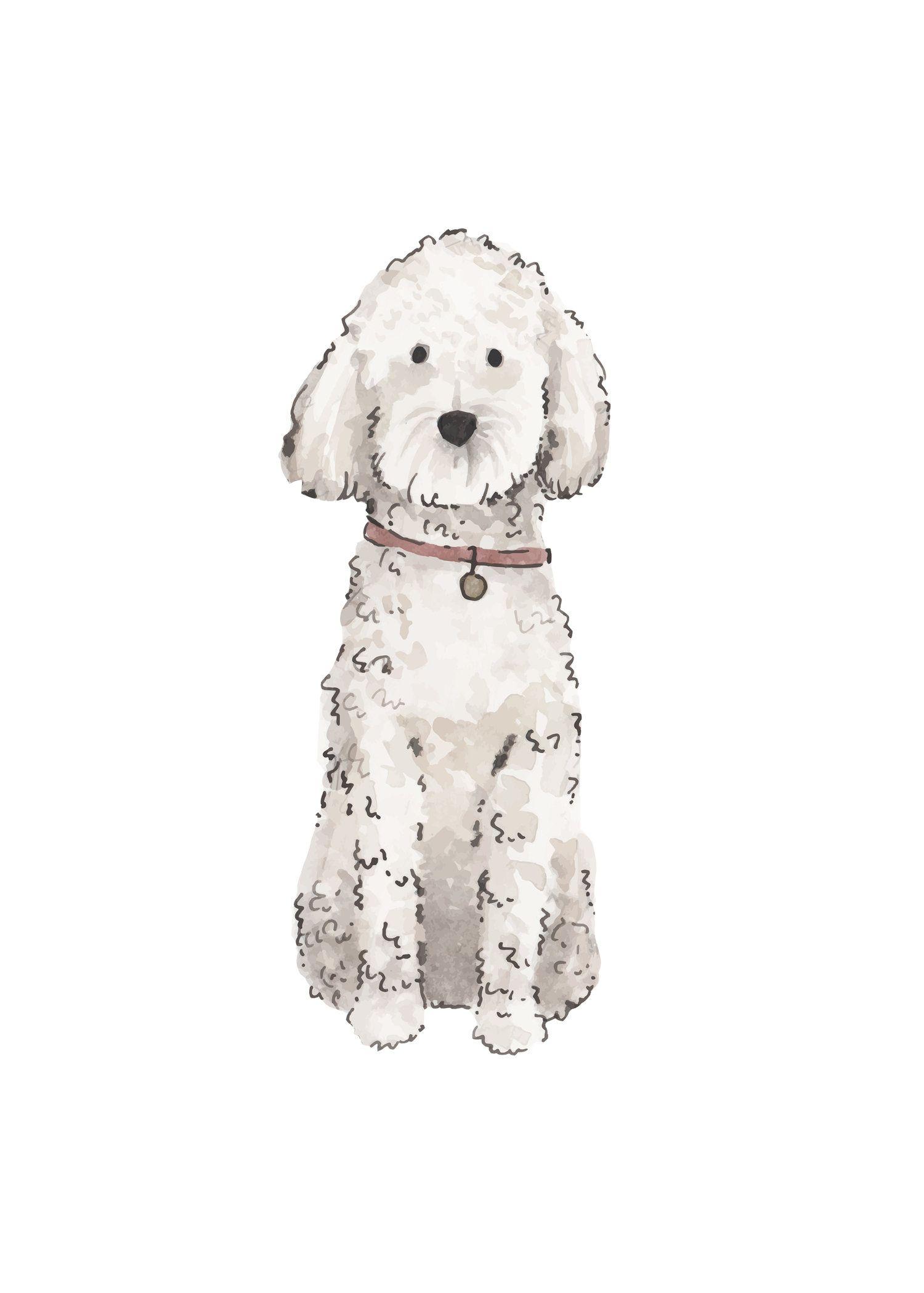 1500x2100 White Doodle. Goldendoodle art, Dog sketch