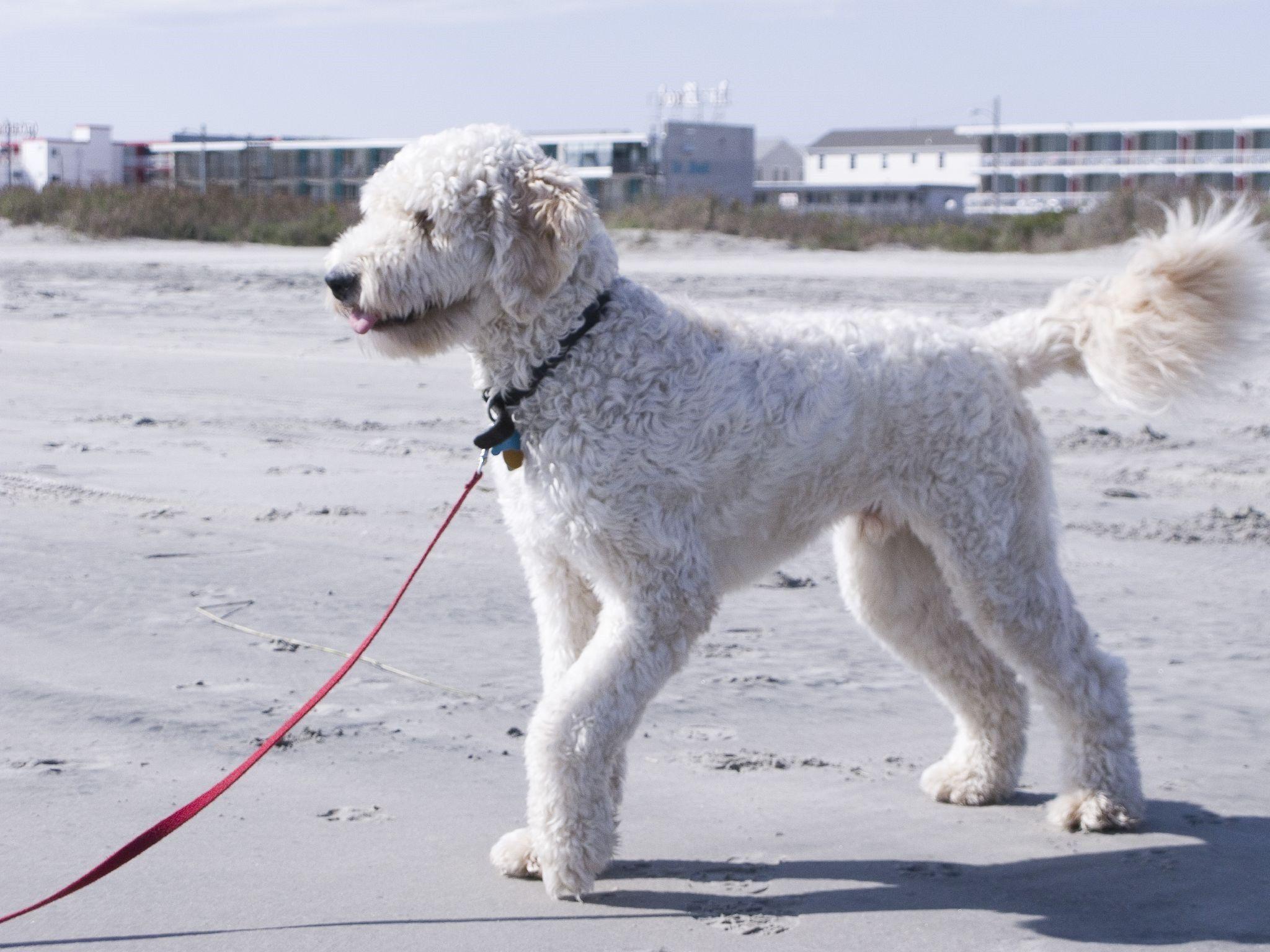 2048x1536 Goldendoodle, a Golden Retriever Poodle Mix
