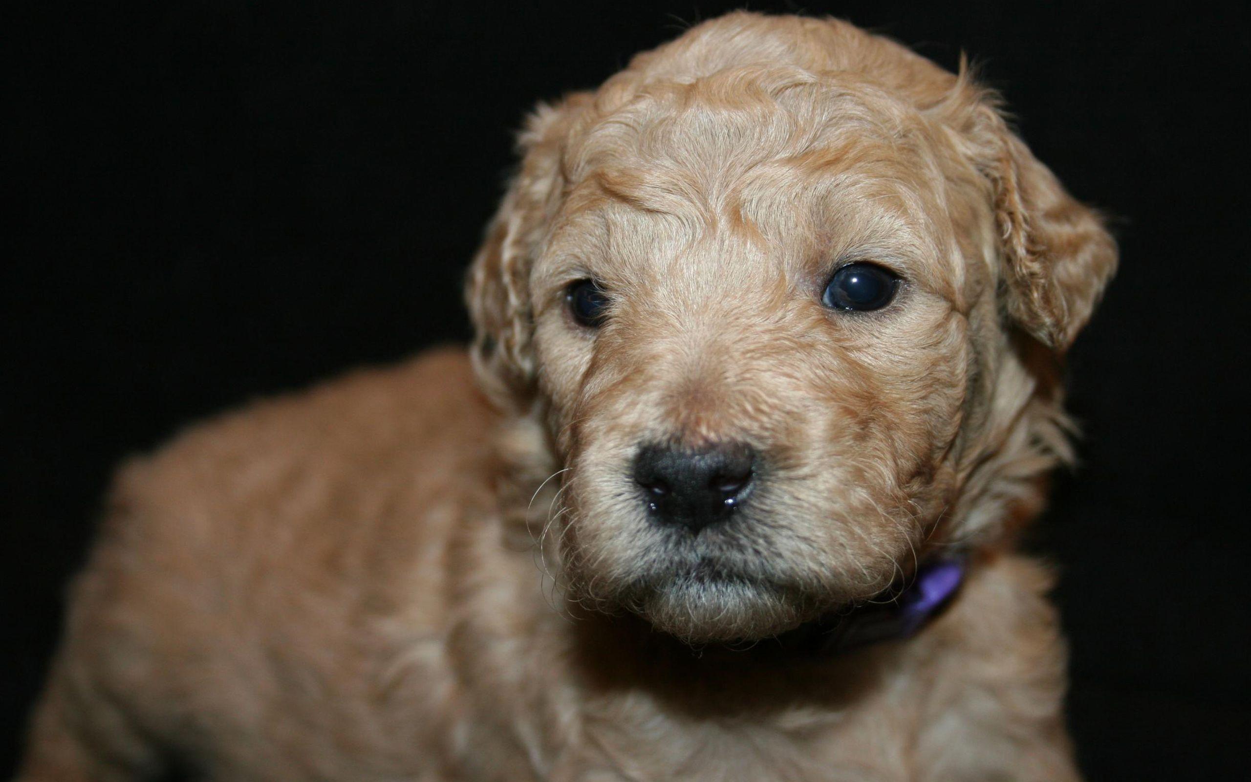 2560x1600 Download wallpaper Goldendoodle, cute dogs, furry dog, pets, dogs