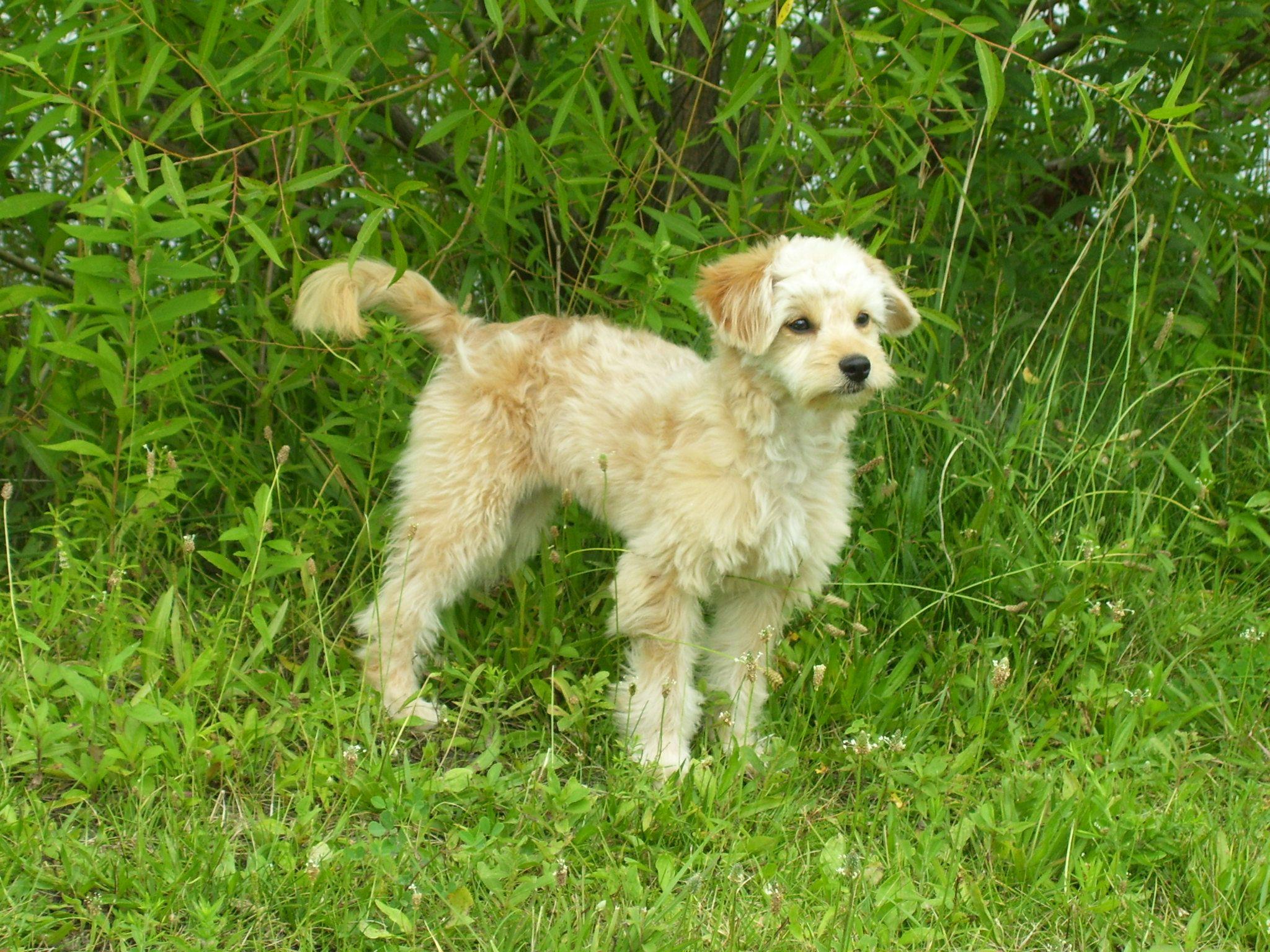2048x1536 Goldendoodle, a Golden Retriever Poodle Mix