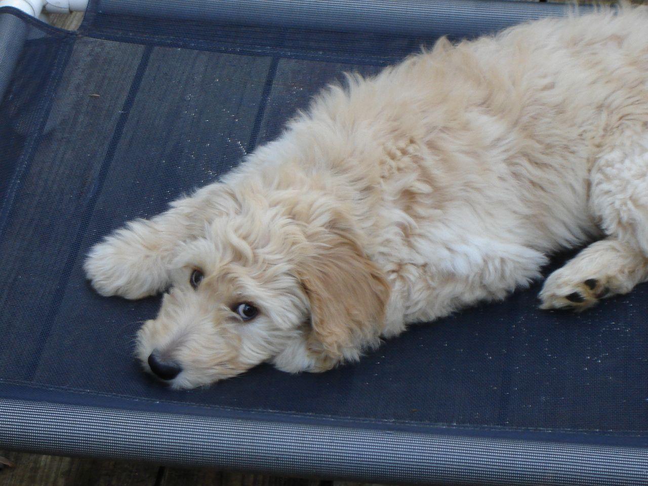1280x960 Labradoodle Wallpaper. Labradoodle