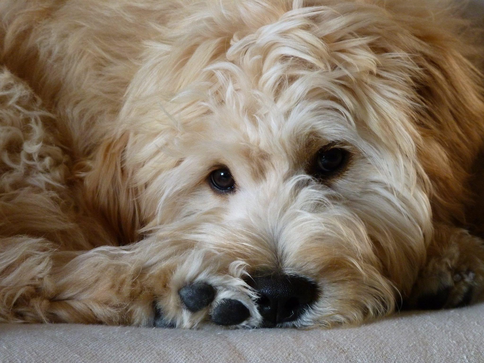 2048x1536 Golden Doodle Wallpaper