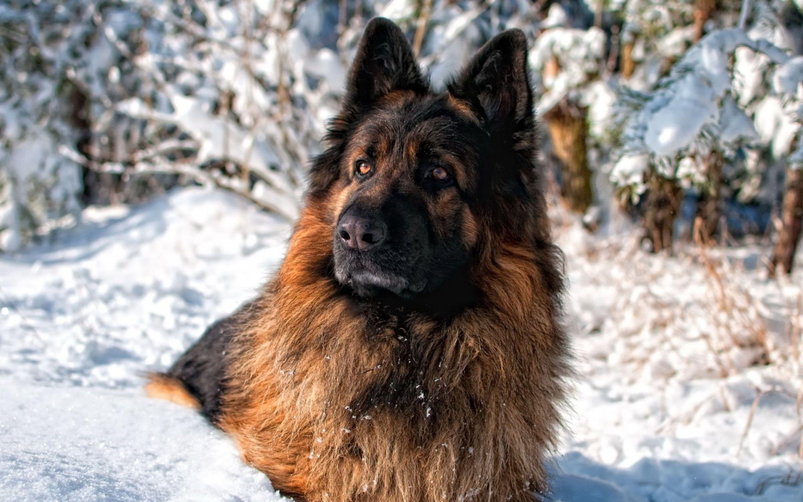 2560x1600 German Shepherd Wallpaper