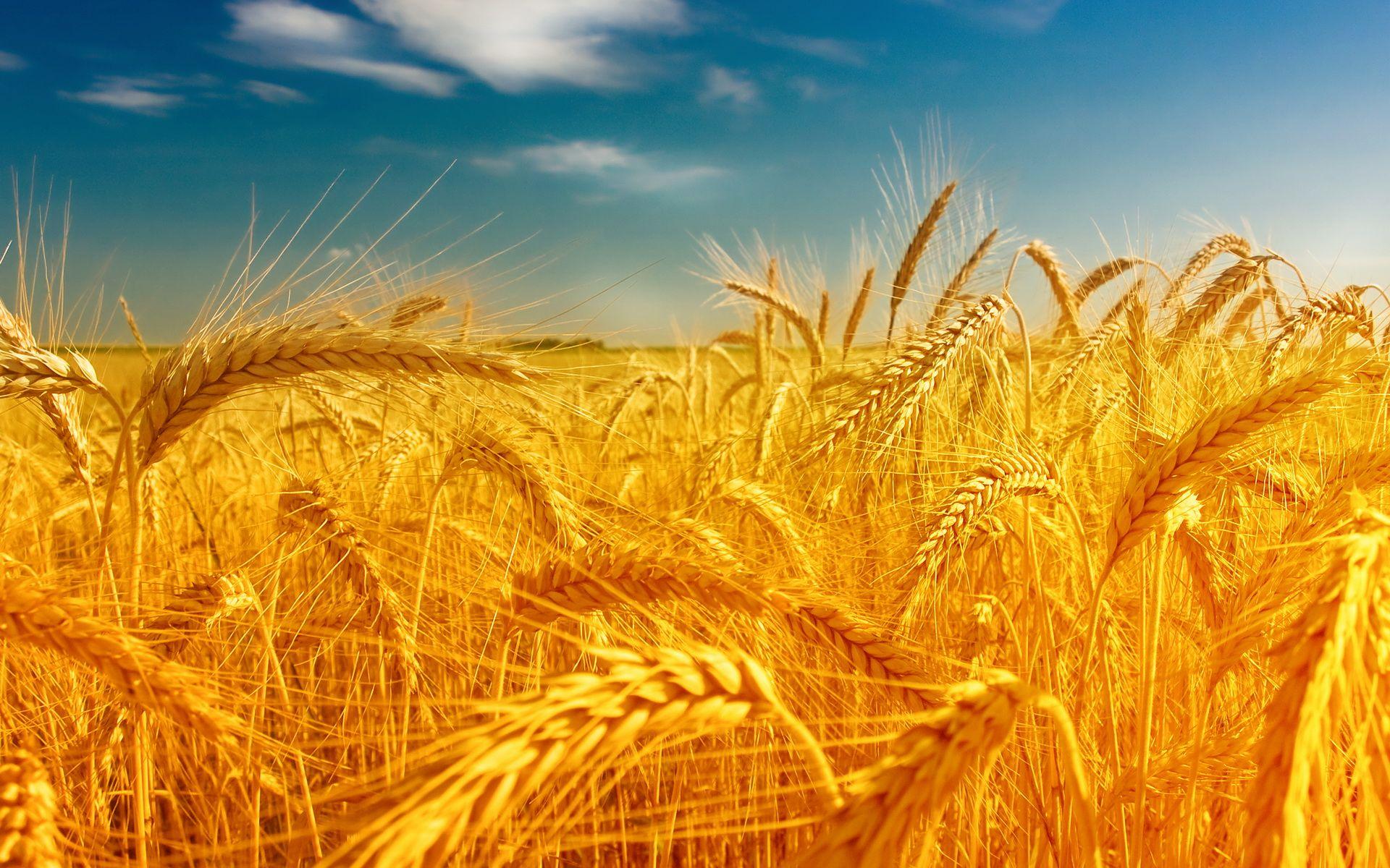 Wheat Wallpapers - Top Free Wheat Backgrounds - WallpaperAccess