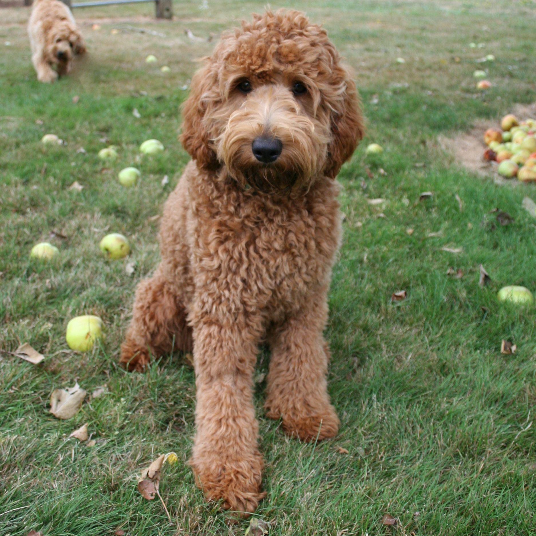 Labradoodle Wallpapers - Top Free Labradoodle Backgrounds - WallpaperAccess