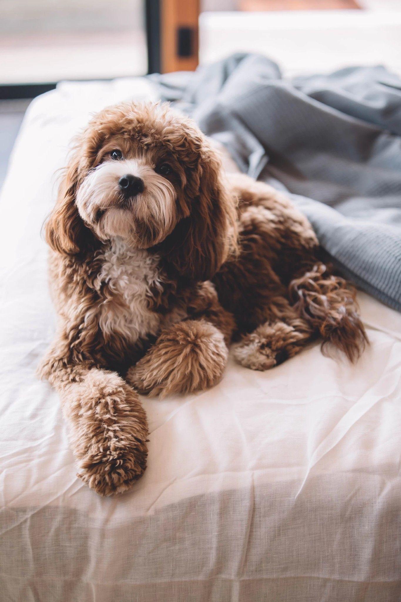 1365x2048 Cavapoo Cavoodle. Female Dog Names, Cavoodle Dog