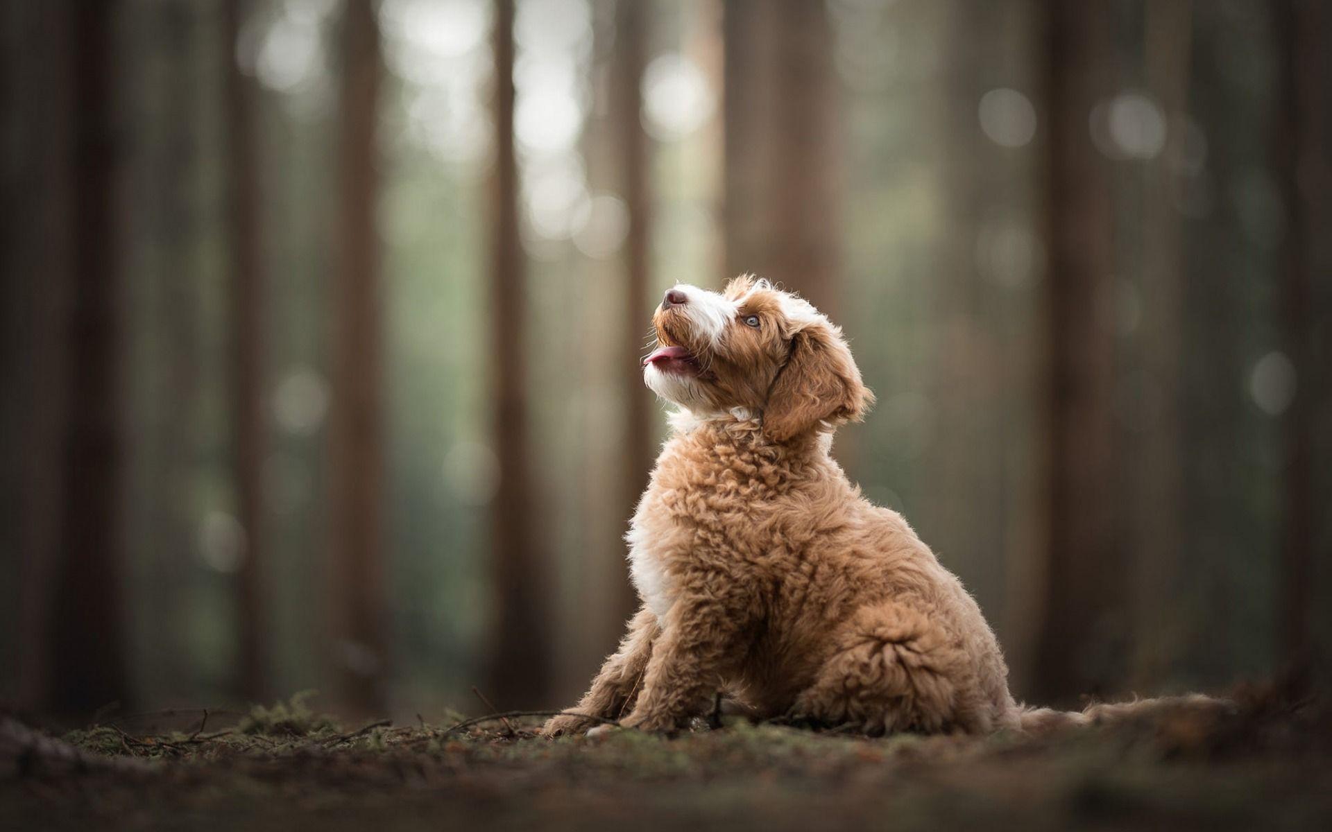 Labradoodle Wallpapers Top Free Labradoodle Backgrounds WallpaperAccess