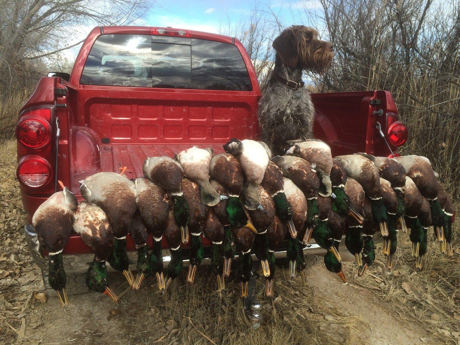 1600x1200 Labradoodle Bird Dog Hunting