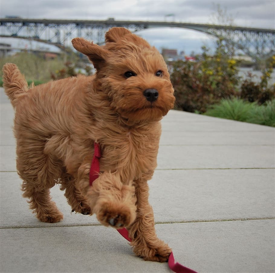 910x905 Labradoodle 1080P, 2K, 4K, 5K HD wallpaper free download